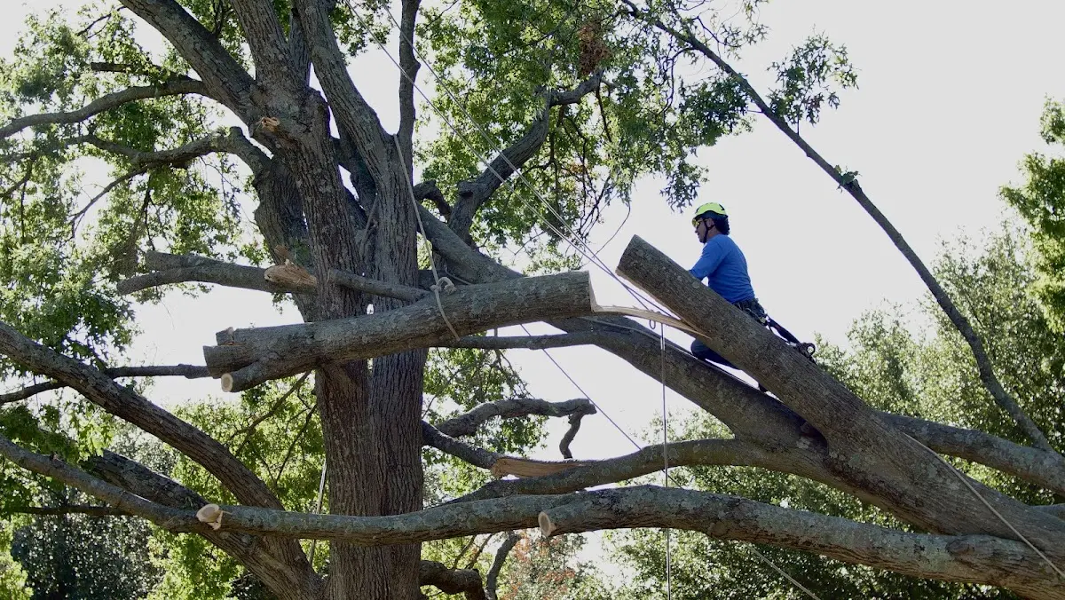 Professional Crown Thinning performed by certified arborists in Jeffersonville